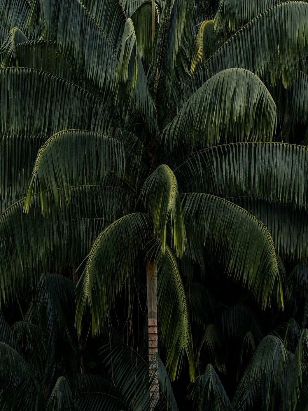 Hojas de una palmera verde oscura