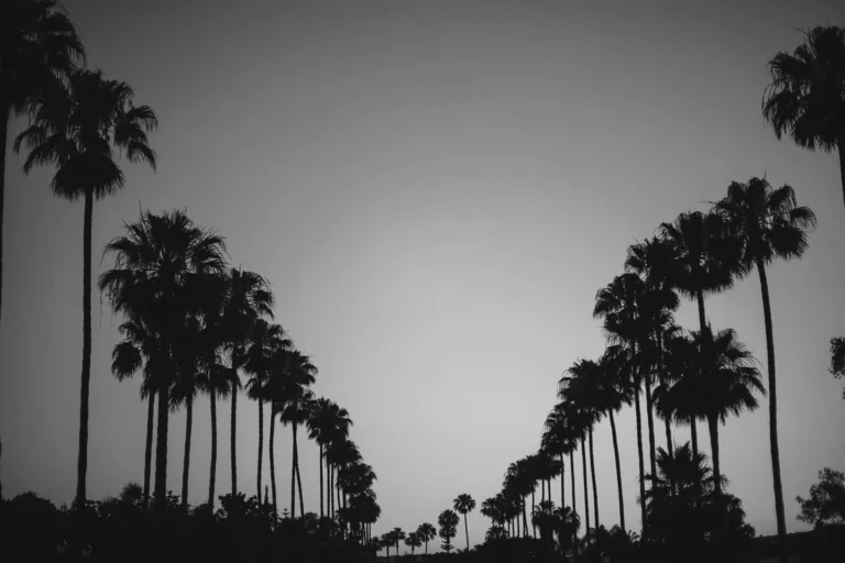 Avenida con palmeras a los dos lados, en blanco y negro